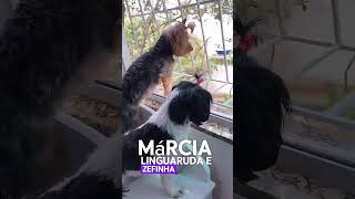 A talaricagem está comendo solta petsengracados animalhumor cachorros animaisengracados pets [upl. by Groome]