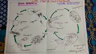 Life Cycle of Chlamydomonas [upl. by Johnny553]