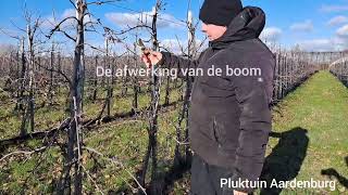 Appelboom snoeien 3 jarige elstar boom [upl. by Streeto204]