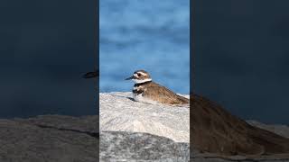 killdeer bird [upl. by Netnert323]