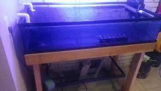 New frag tank setup [upl. by Bywaters]