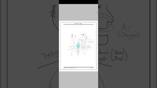 Meet The Lungs Notes Class 10  Biology LIFE Process cbseboard cbseclass10biology [upl. by Tibbs]