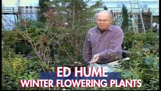 Ed Hume Winter Flowering Plants [upl. by Adalheid]