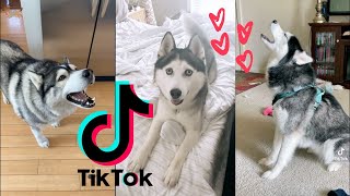 Huskies Being Huskies TikTok Compilation 2021  Funny Dogs 🐶 [upl. by Anneirb669]