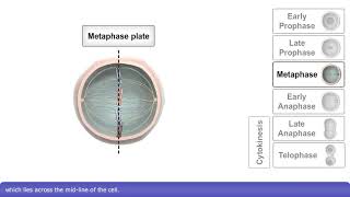 Mitosis and Cytokinesis [upl. by Vyse]