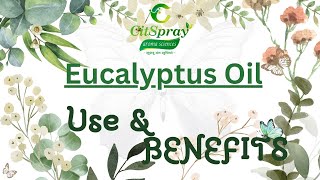 Eucalyptus Oil Uses amp Benefits [upl. by Pacian]