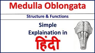 Medulla Oblongata Structure and Function simple explaination in Hindi  Bhushan Science [upl. by Dorena]