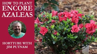 How to Plant Encore® Azaleas [upl. by Otsugua]