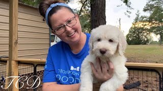 Goldendoodle Puppies Schnoodle Puppies Cockapoo Puppies breeder [upl. by Lightfoot]