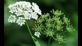 Herbier Numérique Ajowan Carvi  Trachyspermum ammi [upl. by Ehrman]