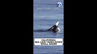 Sea lion takes down shark in dramatic attack off California coast [upl. by Aryc464]