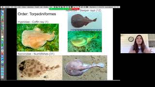 The Shocking Lives of Rays with Dr Laura Ekstrom [upl. by Rew2]