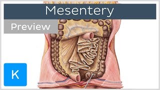 Mesentery organ and functions preview  Human Anatomy  Kenhub [upl. by Shornick]