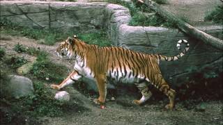 Caspian tiger  an extinct tiger subspecies Facts and Photos [upl. by Constance193]