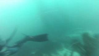 Sevengill Shark at La Jolla Cove 71014  with San Diego Divemasters [upl. by Ardnossak593]