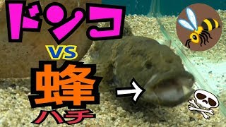 【ドンコ七番勝負】一回戦ドンコVSミツバチ [upl. by Osswald]