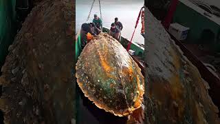 Giant Sea Monsters Caught by Fishermen 🐙🎣GiantSeaCreatures FishingDiscoveries OceanMysteries [upl. by Kama502]