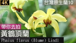 台灣原生蘭黃花鶴頂蘭Phaius flavus Blume Lindl，黃鶴頂蘭又稱黃花鶴頂蘭，帶你去拍典藏植物園 台灣野生蘭花：20240510 [upl. by Adnahsor]