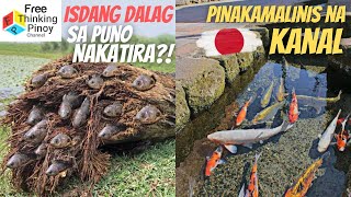 ISDA SA KANAL Isda sa Loob ng Kahoy Kakaibang Isda sa Ibang Bansa [upl. by Iain]