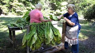 Stringing Looping Bright Leaf Tobacco [upl. by Scarrow]