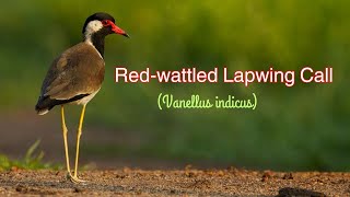 Redwattled lapwing call  Redwattled lapwing Sound [upl. by Eaned]