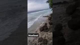 Moalboal highlights [upl. by Keith55]