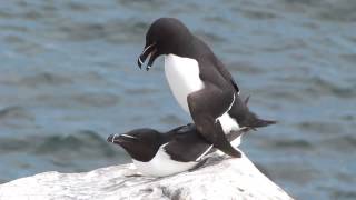 Razorbill Alca torda [upl. by Vladi317]