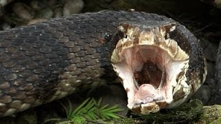 Cottonmouth vs Rattlesnake 02  Cottonmouth eats Rattlesnake  Time Lapse [upl. by Westleigh23]