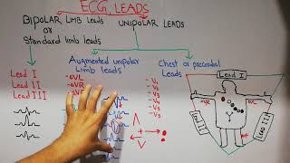 CVS physiology 23 ECG leads bipolar and unipolar leads [upl. by Annuahs302]