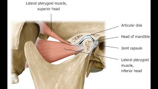 Two Minutes of Anatomy Lateral Pterygoid and Medial Pterygoid Muscles [upl. by Maidel721]