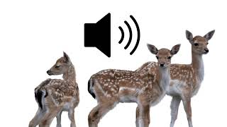 Nature Deer 🦌 meewing sound effects sfx HD [upl. by Hayley]