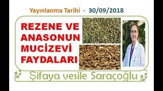 REZENE VE ANASONUN MUCİZEVİ FAYDALARI  Şifaya vesile Saraçoğlu [upl. by Lanaj]