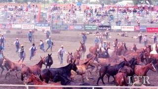 An Introduction to Bishop Mule Days [upl. by Enilaf]