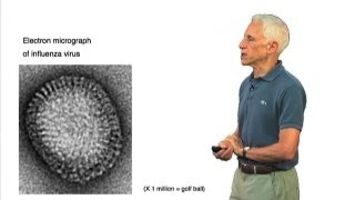 Influenza virus particle  Stephen Harrison HarvardHHMI [upl. by Iggam]