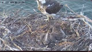 Port Lincoln Osprey 02112024 0623 [upl. by Yniattirb]