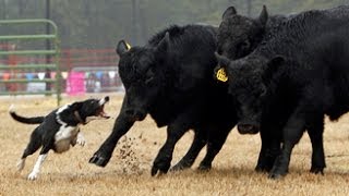 Watch cattle dogs in action at Southern Farm Show [upl. by Ahsead20]