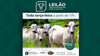 🐮174º Leilão Online  Sindicato Rural de Patos de Minas  21112023 [upl. by Arres888]