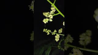 Spondias mombin Tree Flower in night mode 💐 [upl. by Aimek898]