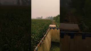 Maize silage making process 🌽silage2024 dairy [upl. by Niamjneb900]