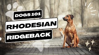 Rhodesian Ridgeback  Description Temperament amp Facts [upl. by Henleigh100]