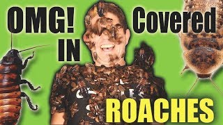 ROACH BATH CHALLENGE [upl. by Orms]