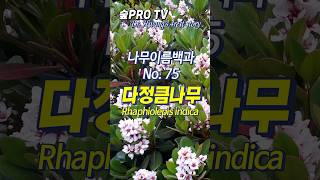 다정큼나무 이름 유래와 특징 다정큼나무 Rhaphiolepisindica 난대숲 [upl. by Camarata]