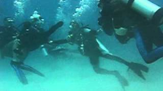 Panicking Diver Gets Violent [upl. by Reave]