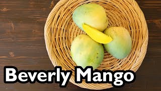 Truly Tropical Mango Varieties Beverly [upl. by Divadleahcim]