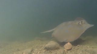 Blue spotted stingrays Knysna Lagoon Harbour [upl. by Eilahs]