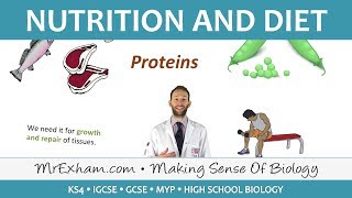 Nutrition and Diet  GCSE Biology 91 [upl. by Eillek570]