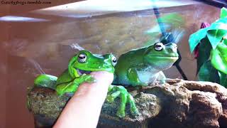 Today’s Vicious Finger AttackFrog is Jens [upl. by Ojyram350]