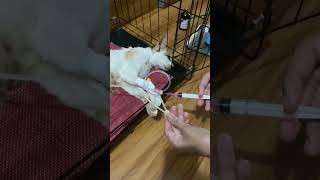 Treatment cat with vein antibiotics injections shortvideo cat vetmedicine [upl. by Gawen]