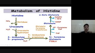 Histidine Metabolism in glance [upl. by Nauqram64]