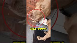 El perro se enoja 😡😡 [upl. by Columbyne]